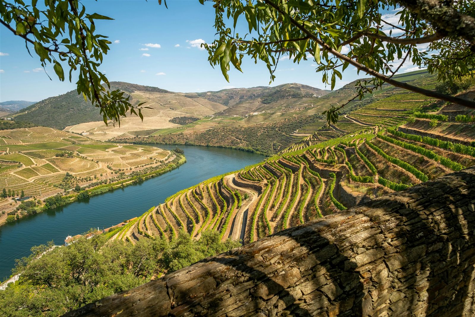 Terraced vineyards along the Douro Valley